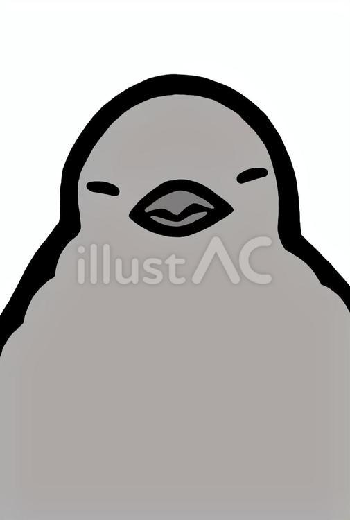 キングペンギンのヒナ　目を閉じる　グレー キングペンギン,オウサマペンギン,ペンギンのイラスト素材