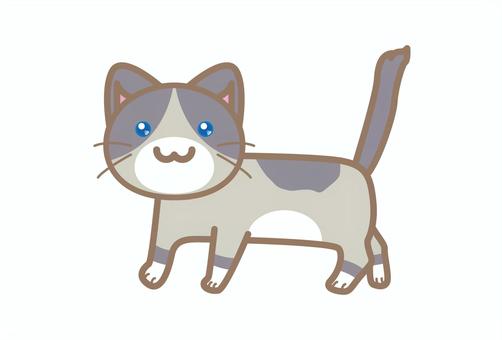 うるうる青い目のシャムはちわれ猫さん 猫,はちわれ,シャム,青い目,歩く,デフォルメのイラスト素材