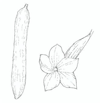 【線画】胡瓜と胡瓜の花 キュウリ,花,野菜,夏,植物,食べ物,手描き,リアル,モノクロ,挿絵のイラスト素材