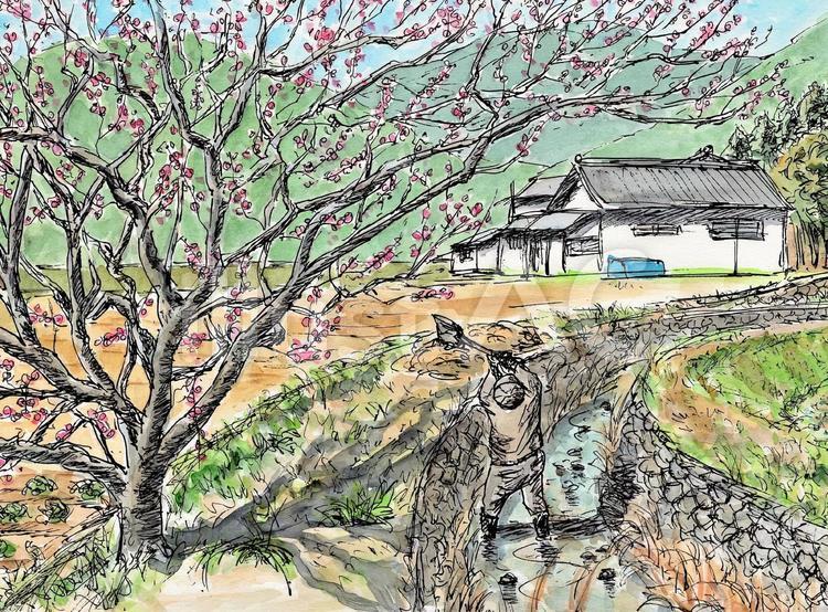 紅梅の咲く農村 風景画,風景,水彩画のイラスト素材