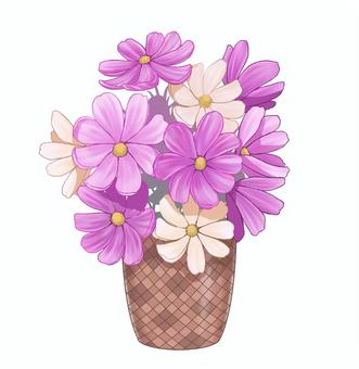 コスモスのフラワーアレンジメント コスモス,鉢植え,フラワーアレンジメント,ピンク,白,秋,手描き,秋桜,植物,花のイラスト素材