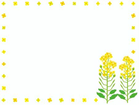 Illustration, rape blossoms, flower, plant, 