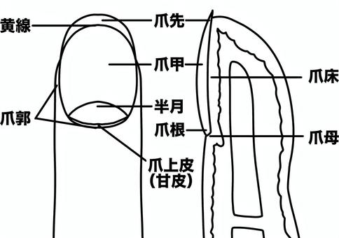爪と指の名称　文字あり線画 指,名称,甘皮,爪先,爪甲,黄線,半月,爪母,爪床,線画のイラスト素材