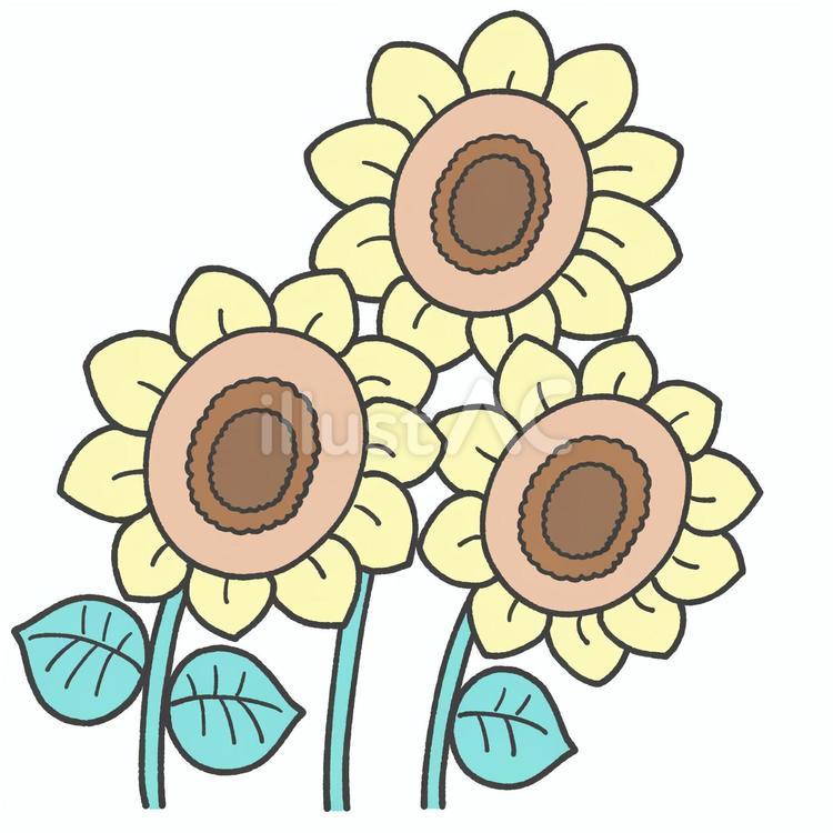 ひまわりの手描きイラスト ひまわり,手描き,挿絵のイラスト素材