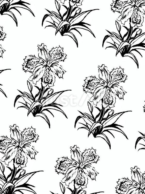 花柄(シャガ) 花柄,シンプル,線画のイラスト素材