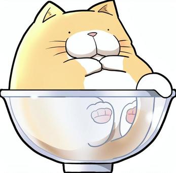 A cat that fits in a bowl, JPG and PNG A cat that fits in a bowl, cat, animal, tea tiger, JPG and PNG