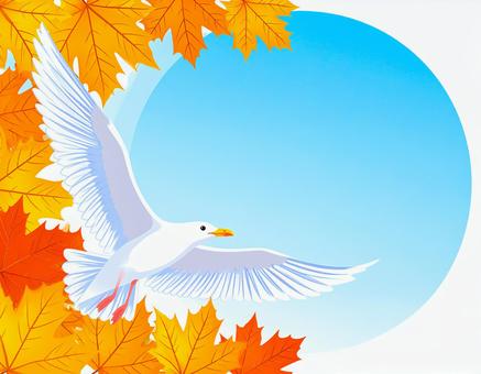 紅葉と青空を背景に舞うユリカモメ