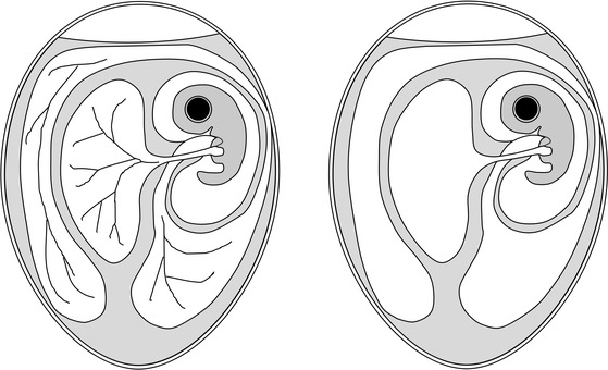 Egg02 発育鶏卵,卵,培養,研究,実験,ウイルス,鶏のイラスト素材
