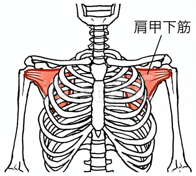 肩甲下筋、名称あり 肩甲下筋,ローテーターカフ,回旋筋腱板のイラスト素材