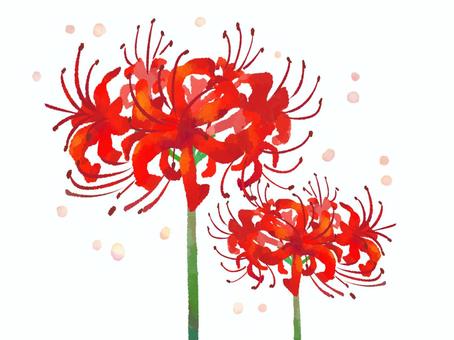 【水彩風手描き】曼殊沙華 曼殊沙華,彼岸花,お彼岸,植物,花,お盆,お墓参り,墓参,秋,和風のイラスト素材