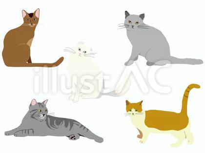 猫5種