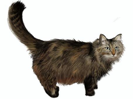 Free Vectors | cat long hair