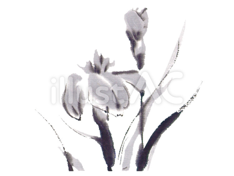 花菖蒲 菖蒲,花,植物のイラスト素材