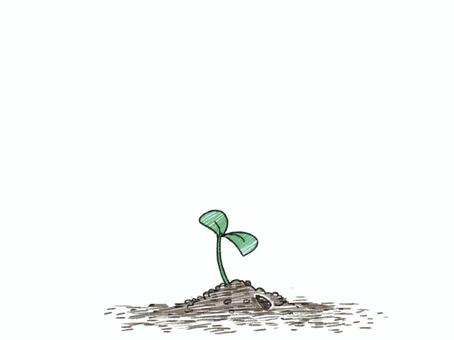 発芽と種 双葉,発芽,種,土,成長のイラスト素材