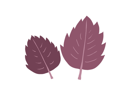 Illustration, basil, redhead, herbs, 