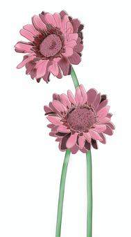 Illustration, gerbera, botanik, çiçek, 