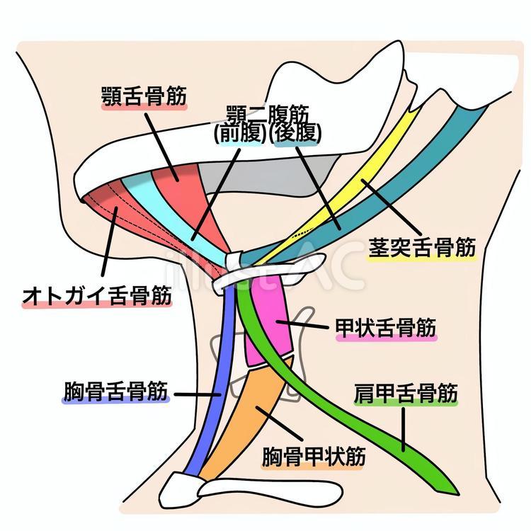 顎舌骨筋（名称入り） 医療,嚥下,舌骨上筋群のイラスト素材