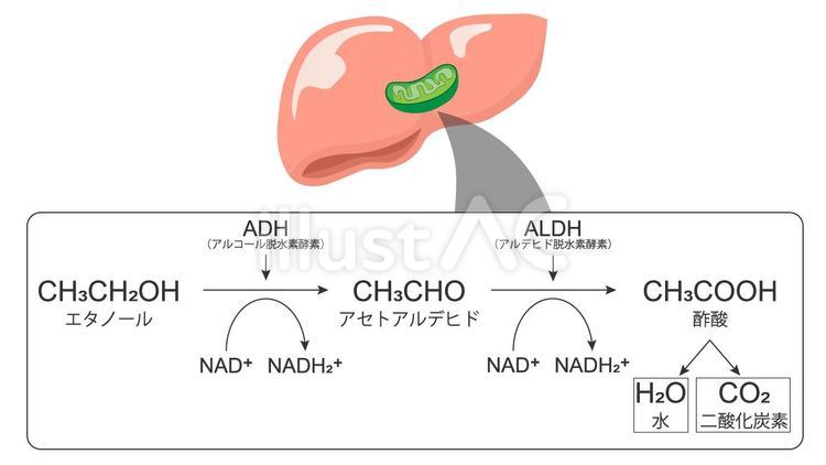 肝臓で行われるアルコール分解 アルコール分解,アルコール,分解のイラスト素材