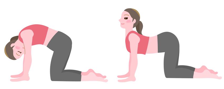 Illustration, yoga, meditation, cat and cow, 