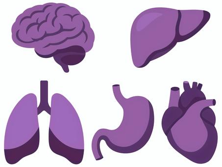 不健康な臓器（脳・肝臓・肺・胃・心臓） 病気,紫,変色,障害,脳,脳みそ,肝臓,肺,胃,胃袋のイラスト素材