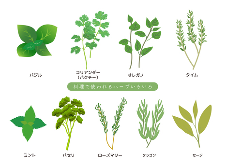 料理に使われるハーブいろいろ ハーブ,バジル,コリアンダー,パクチー,シャンツァイ,オレガノ,タイム,ミント,パセリ,ローズマリーのイラスト素材