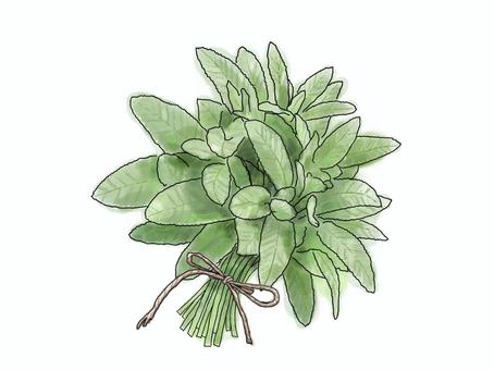 セージのブーケ｜ボタニカル素材 セージ,ハーブ,ブーケ,水彩,植物,ボタニカル,ナチュラル,香り,手描き,イラストのイラスト素材