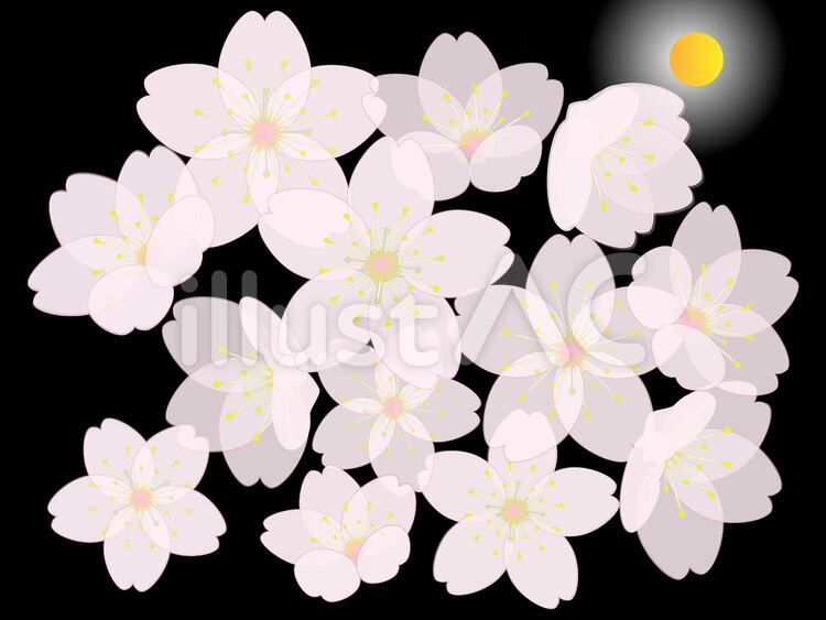 夜桜 夜桜,さくら,春のイラスト素材