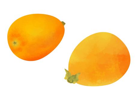 フルーツ水彩　ころんと可愛い枇杷 びわ,フルーツ,水彩,果物,果実,食べ物,デザート,シンプル,かわいい,イラストのイラスト素材