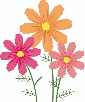 コスモス コスモス,秋桜,花,花びら,植物,自然,秋,季節,ピンク,赤のイラスト素材