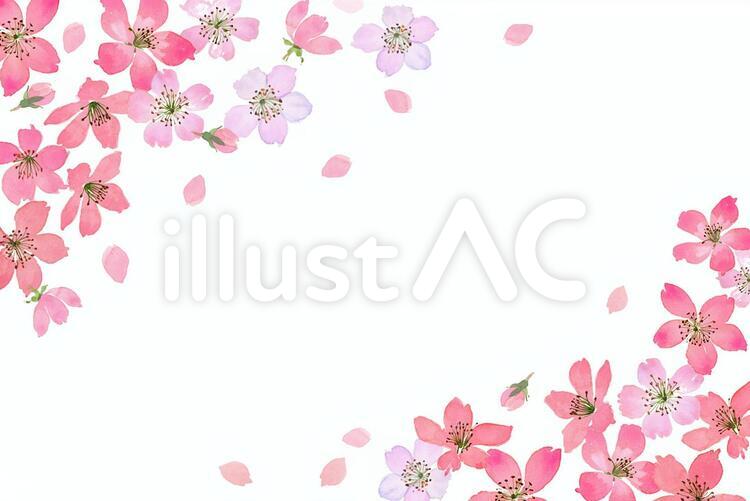 サクラフレーム 花,桜,植物のイラスト素材