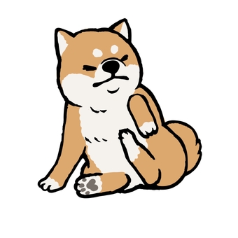 かゆがる柴犬(赤毛) 動物,犬,柴犬,赤毛,行動,病気,動物病院,かゆみのイラスト素材