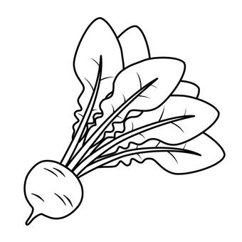 カブのアイコン カブのアイコン カブ,根菜,秋,野菜,食べ物,農業,食材,農作物,植物,アイコンのイラスト素材