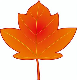 紅葉したかえでの葉 葉,葉っぱ,楓,カエデ,かえで,紅葉,紅葉狩り,メープル,落ち葉,落葉のイラスト素材