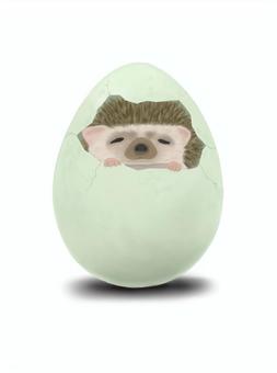 From the egg ..., JPG From the egg ..., hedgehog, egg, baby, JPG