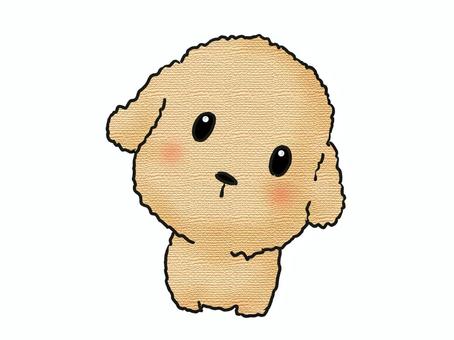 小首をかしげるトイプードル 小首をかしげるトイプードル 動物,犬,仔犬のイラスト素材