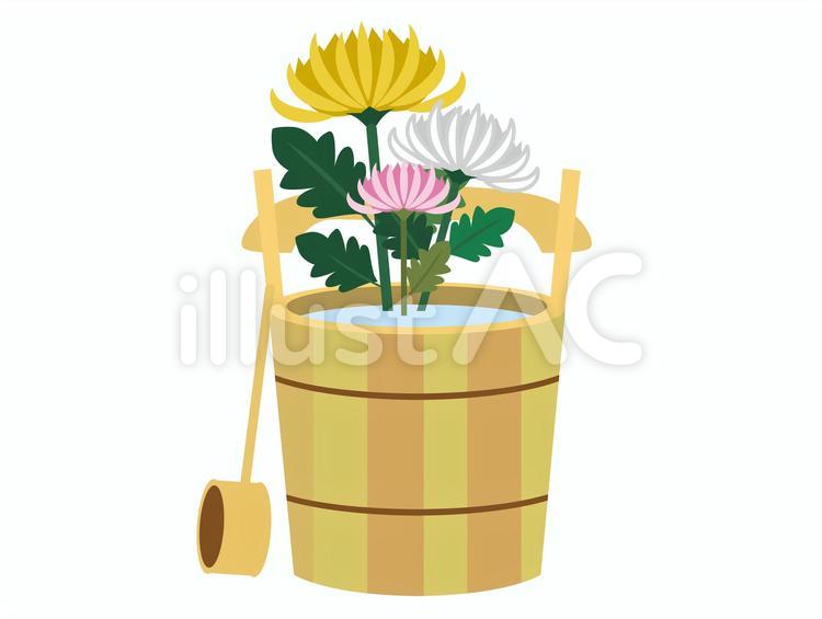 菊の花 夏,夏季,桶のイラスト素材