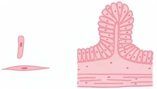 小腸の細胞と器官 小腸,細胞,中学理科,生物,器官のイラスト素材
