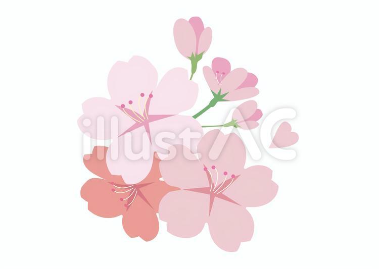 桜の花　イラスト 桜,春,花見のイラスト素材