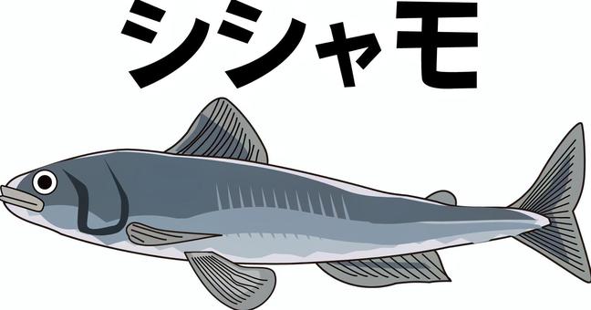 シシャモ　  シシャモ,川魚,栄養,新鮮,泳ぐ,食材,リアル,カタカナ,線画のイラスト素材