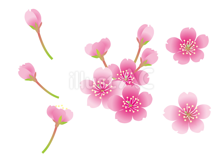 桜の花　アイコン　セット 桜,花,春のイラスト素材