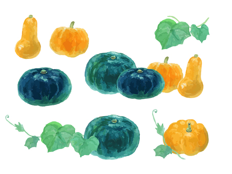 水彩のリアルでシンプルなカボチャセット かぼちゃ,カボチャ,野菜,食べ物,水彩,水彩絵の具,手描き,手書き,白背景,リアルのイラスト素材