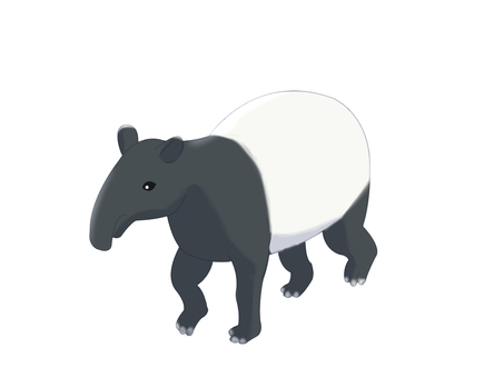 マレーバク（歩く・主線なし） マレーバク,動物,白,黒,ツートンカラー,歩く,主線なしのイラスト素材