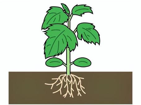 地中の根と葉の書かれた植物のイラスト 植物,キュウリ,成長,葉,根,茎,根っこ,芽,苗木,若葉のイラスト素材