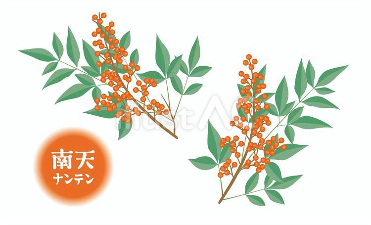 南天 正月,お正月,南天のイラスト素材