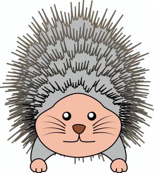 ハリネズミ  ハリネズミ  ハリネズミ,トゲトゲ,痛い,威嚇,毛,逆立つ,動物,デフォルメ,キャラのイラスト素材