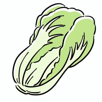 Illustration, chinese cabbage, vegetables, food, JPG and PNG