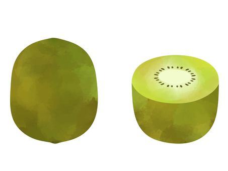 フルーツ水彩　キウイフルーツ キウイフルーツ,グリーン,水彩,果物,フルーツ,食べ物,植物,果実,実,シンプルのイラスト素材