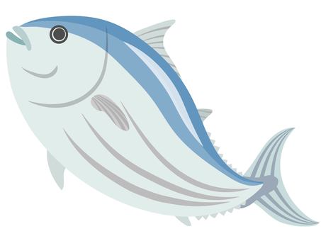鰹2 カツオ,魚,魚介類,食材,食べ物,漁,鰹節,初鰹,戻り鰹,タタキのイラスト素材