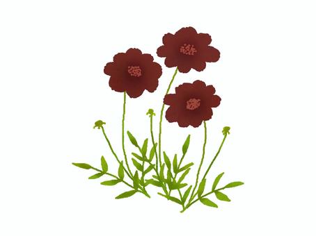 チョコレートコスモス