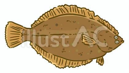 カレイ